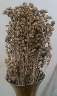 Artemisia pallens Wall. ex DC. resmi