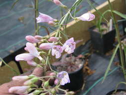 Image of dusty beardtongue