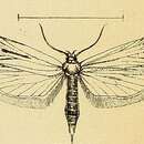 Image of Deroxena venosulella Möschler 1862