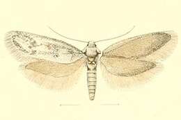 Image de Dysspastus musculina Staudinger 1870