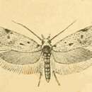 Image of Symmoca achrestella Rebel 1889