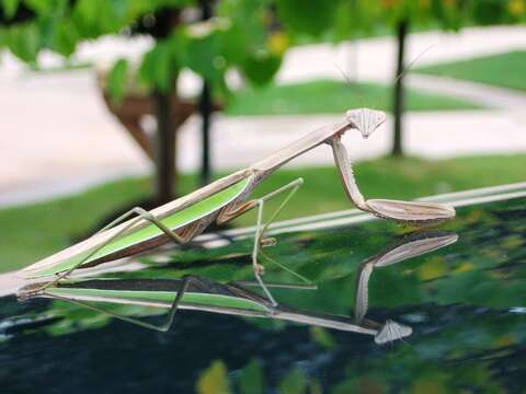 Image of Chinese mantis