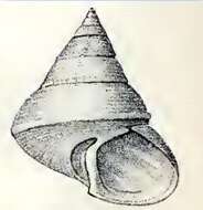 Image de Astele scitula (A. Adams 1855)