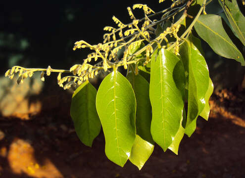 Image of Hopea parviflora Bedd.