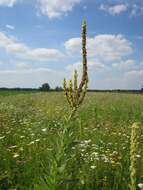 Image of Great Mullein