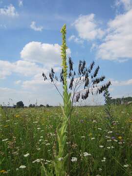 Image of Great Mullein