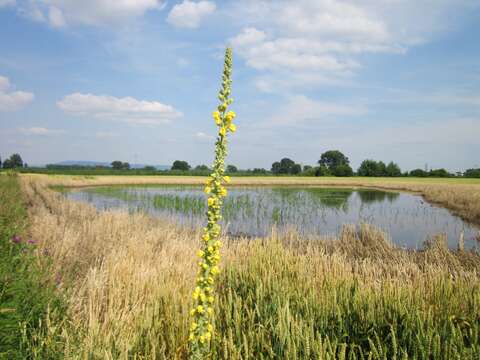 Image of Great Mullein