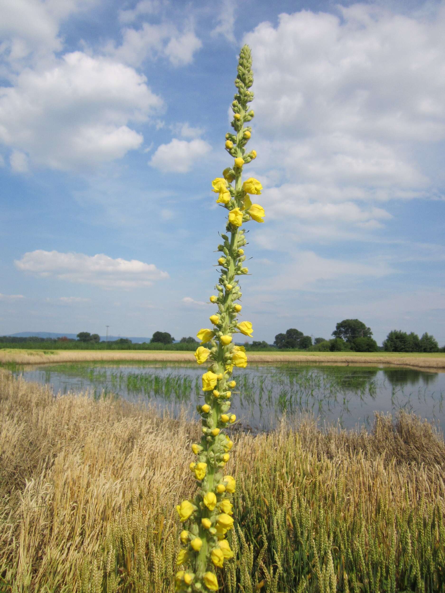 Image of Great Mullein