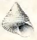 Image de Calliostoma allporti (Tenison Woods 1876)