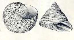 Image de Calliostoma antonii (Koch ex Philippi 1843)