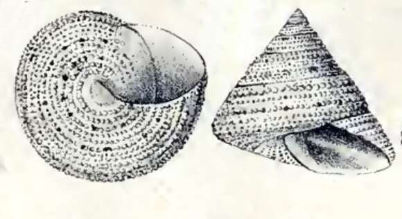 Image of Calliostoma antonii (Koch ex Philippi 1843)