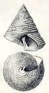 Image de Calliostoma apicinum Dall 1881