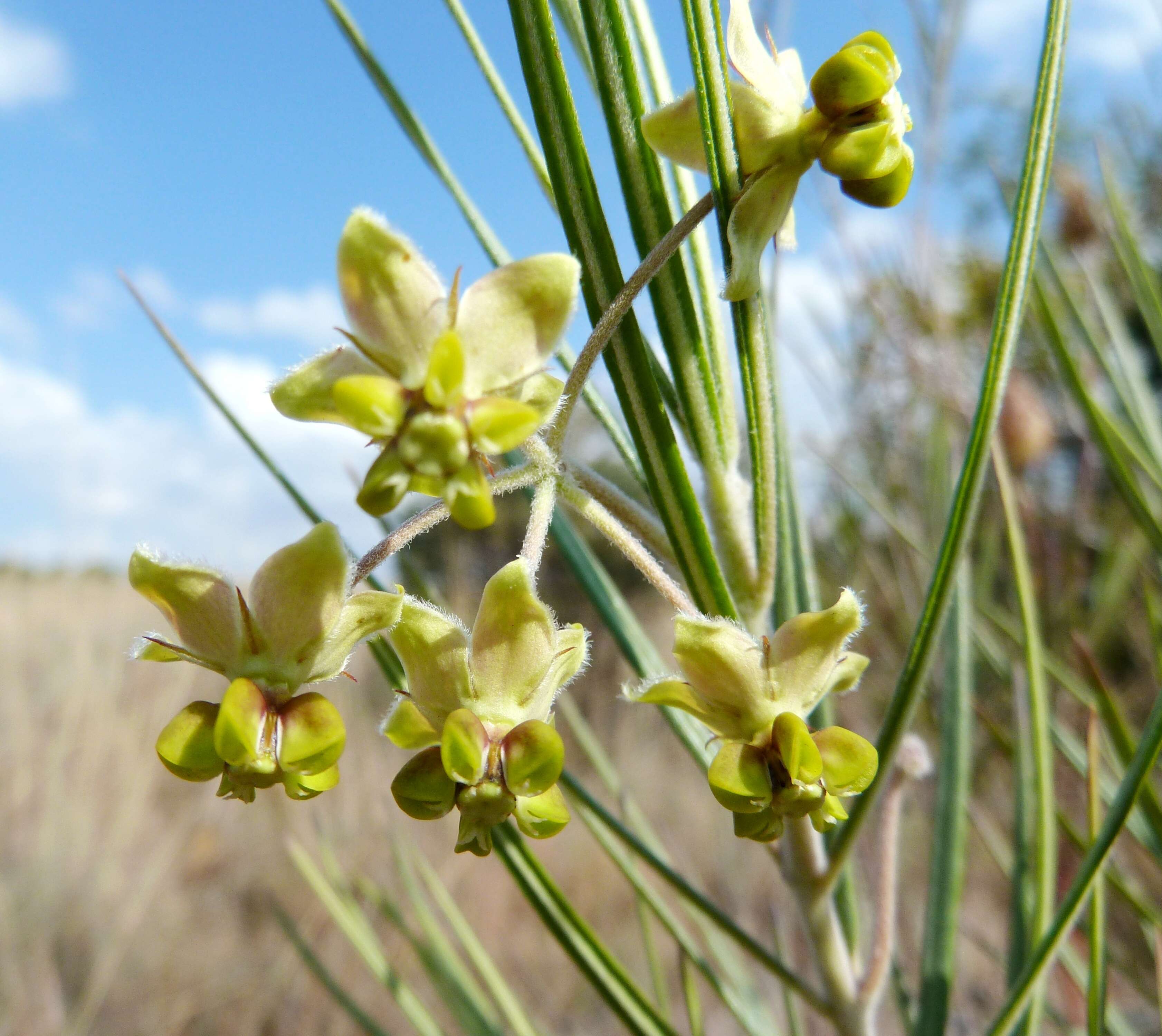 Слика од Gomphocarpus fruticosus subsp. fruticosus