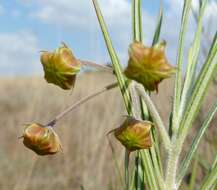 Image of Milkweed