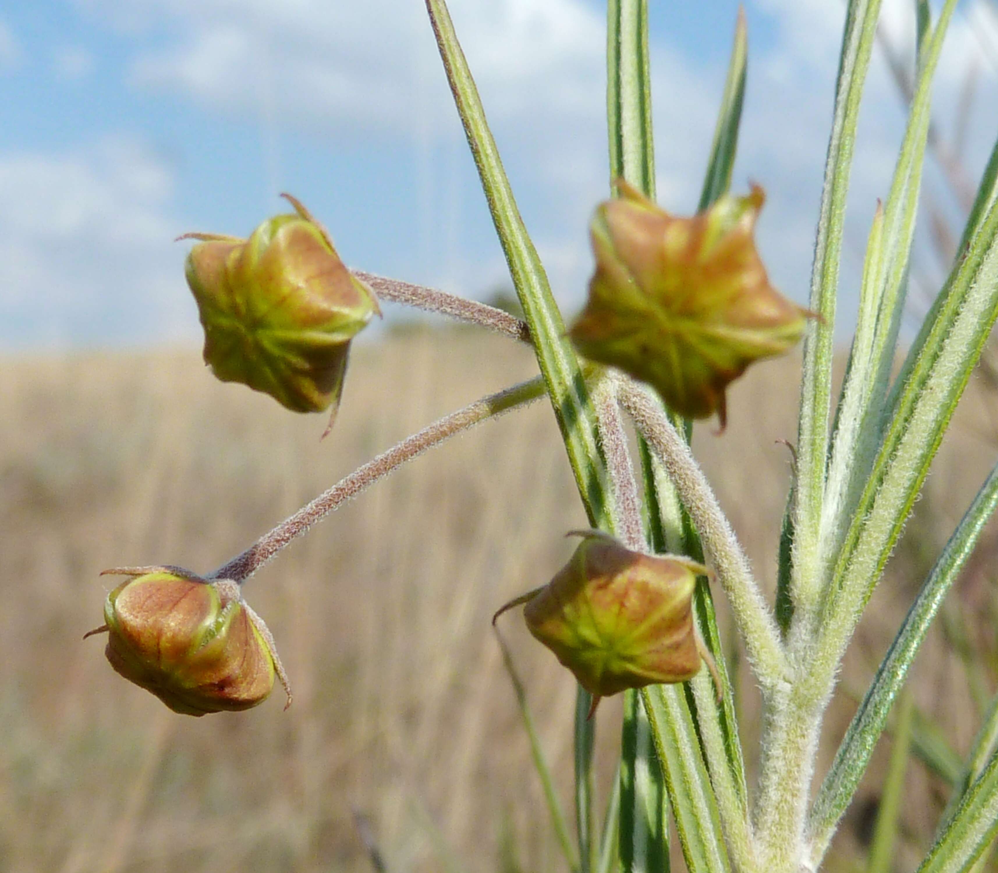 Image of Milkweed