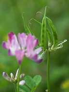 Sivun Astragalus sinicus L. kuva