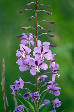 Image of Narrow-Leaf Fireweed