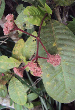 Image of Ixora elongata B. Heyne ex G. Don