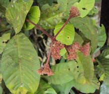 Image of Ixora elongata B. Heyne ex G. Don