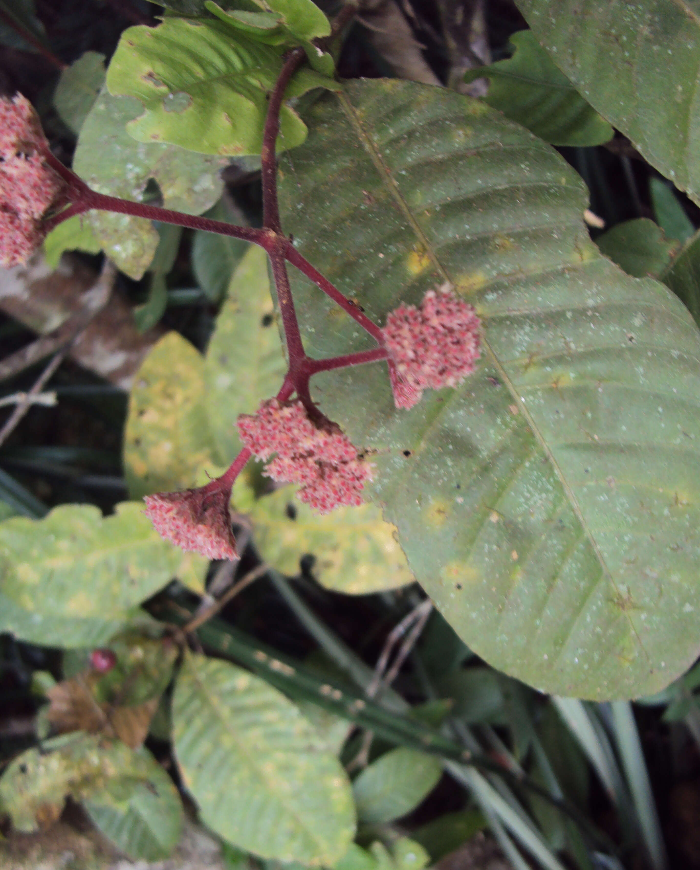 Image of Ixora elongata B. Heyne ex G. Don