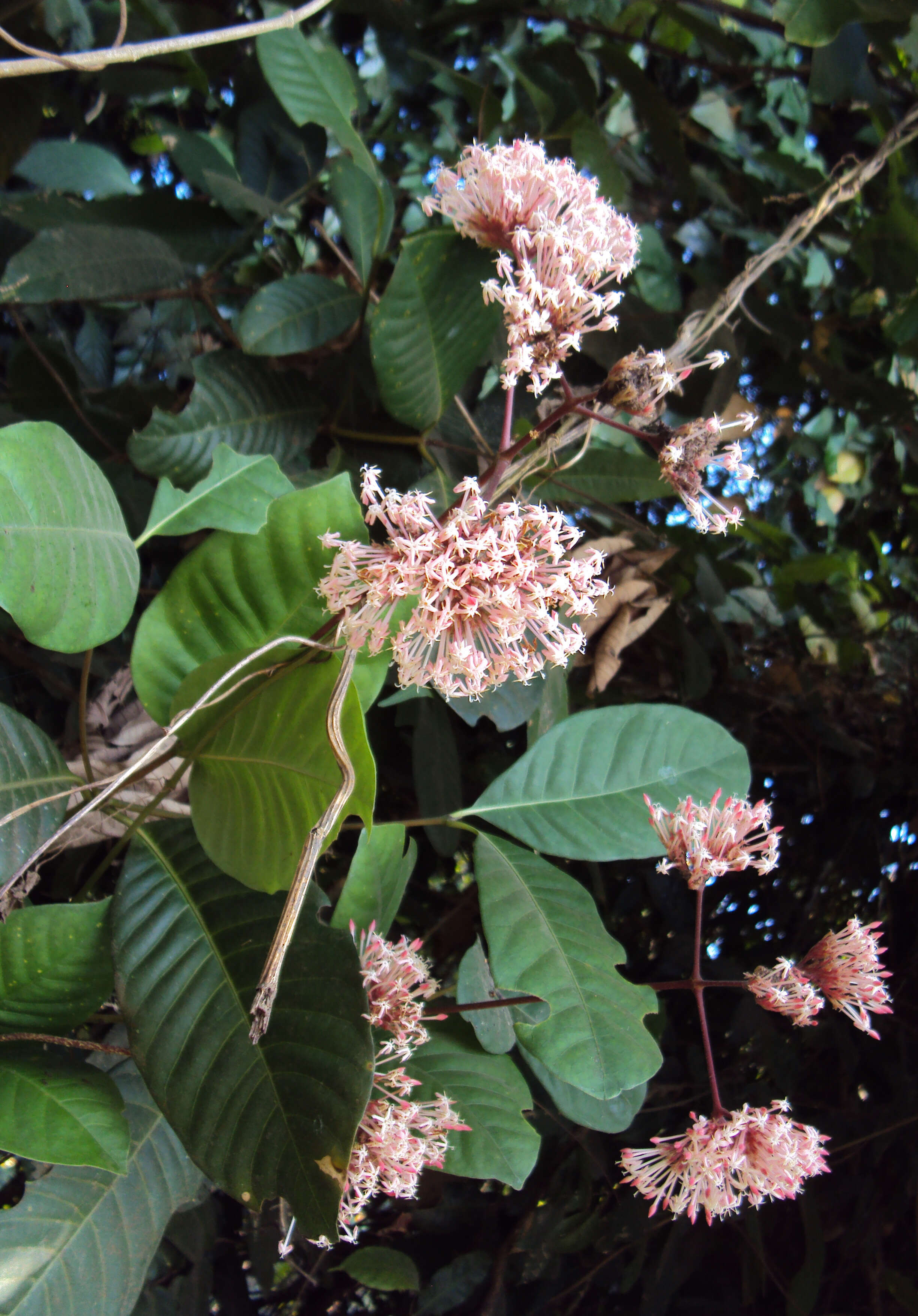 Image of Ixora elongata B. Heyne ex G. Don