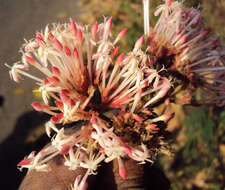 Image of Ixora elongata B. Heyne ex G. Don