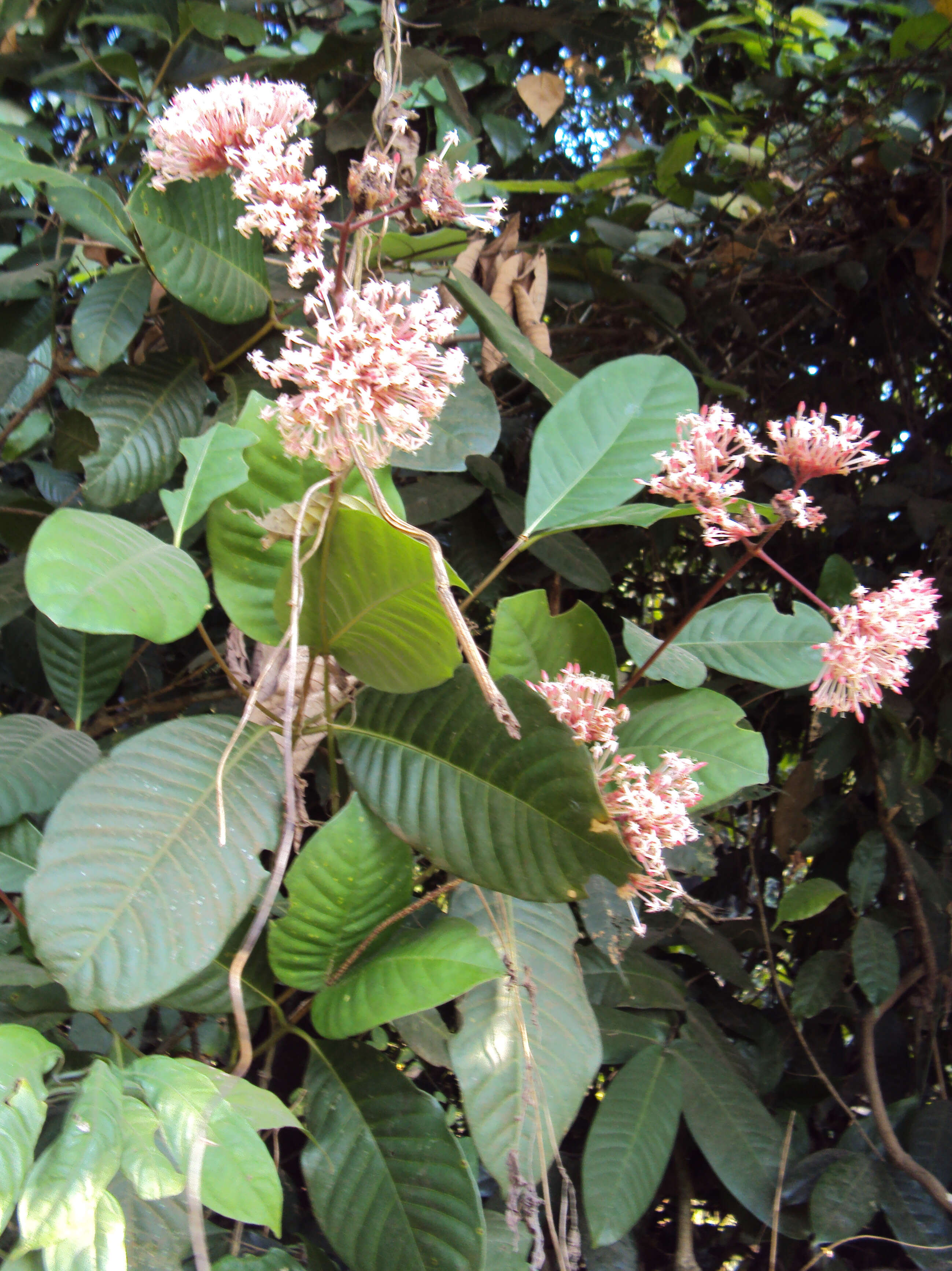 Image of Ixora elongata B. Heyne ex G. Don