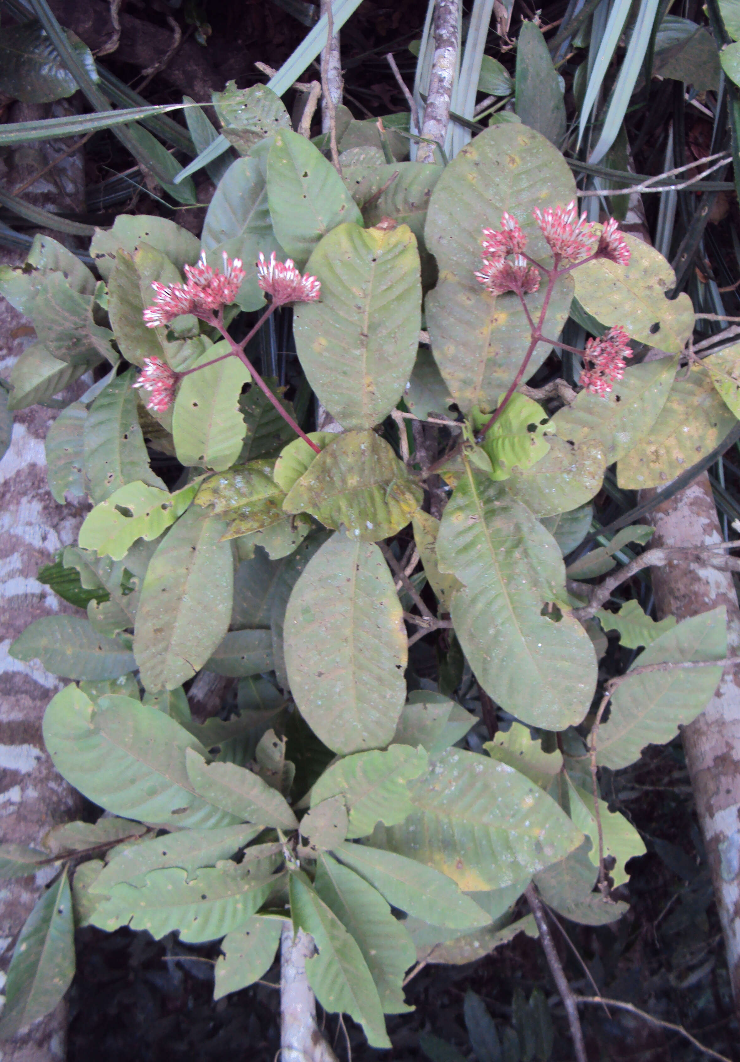 Image of Ixora elongata B. Heyne ex G. Don