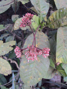 Image of Ixora elongata B. Heyne ex G. Don