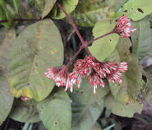 Image of Ixora elongata B. Heyne ex G. Don