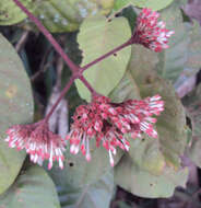 Image of Ixora elongata B. Heyne ex G. Don