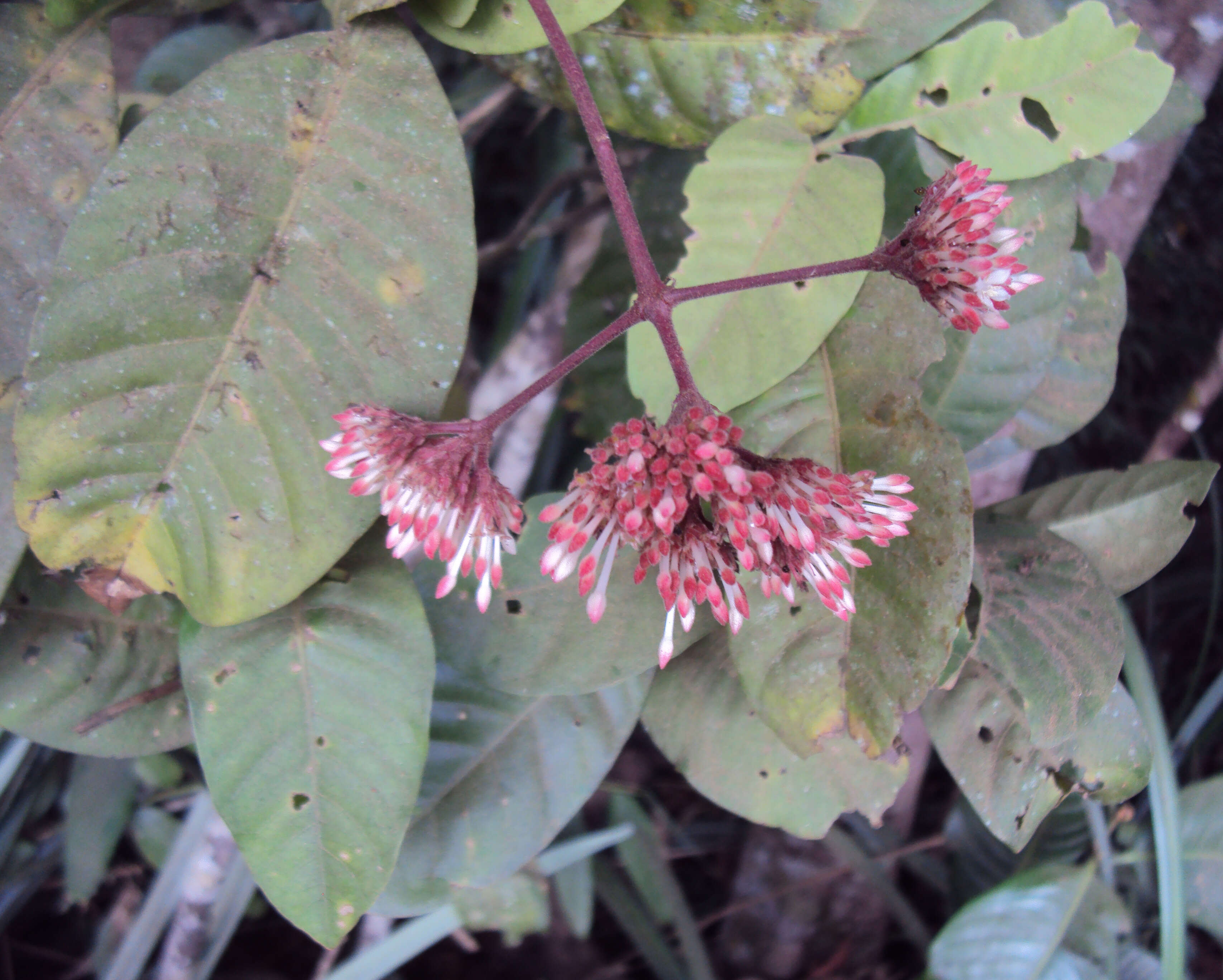 Image of Ixora elongata B. Heyne ex G. Don