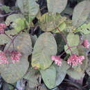 صورة Ixora elongata B. Heyne ex G. Don