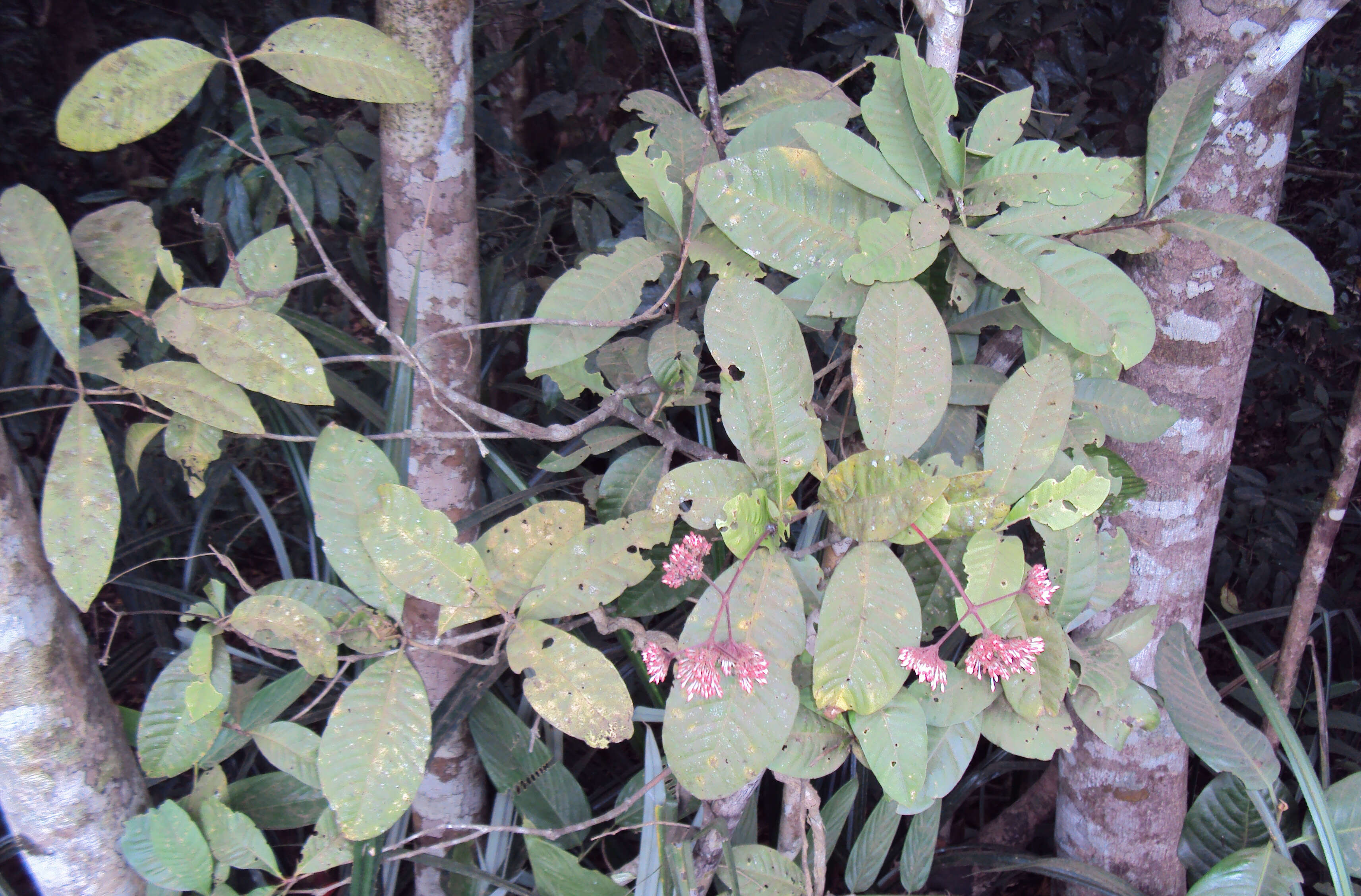 Image of Ixora elongata B. Heyne ex G. Don