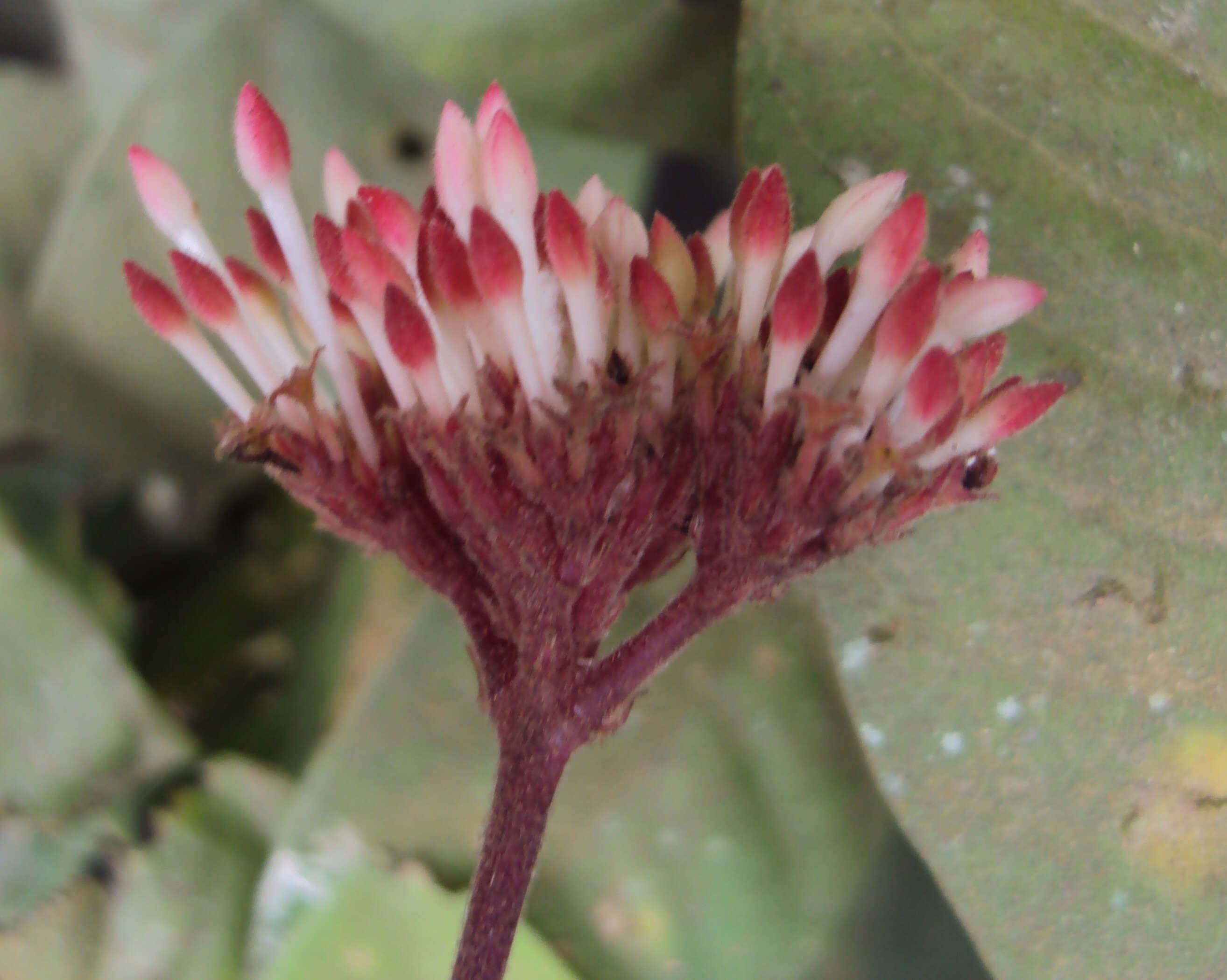 Image of Ixora elongata B. Heyne ex G. Don