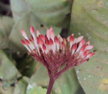 Image of Ixora elongata B. Heyne ex G. Don