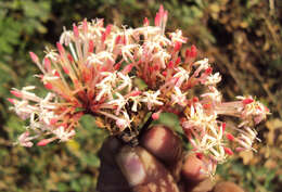 Image of Ixora elongata B. Heyne ex G. Don