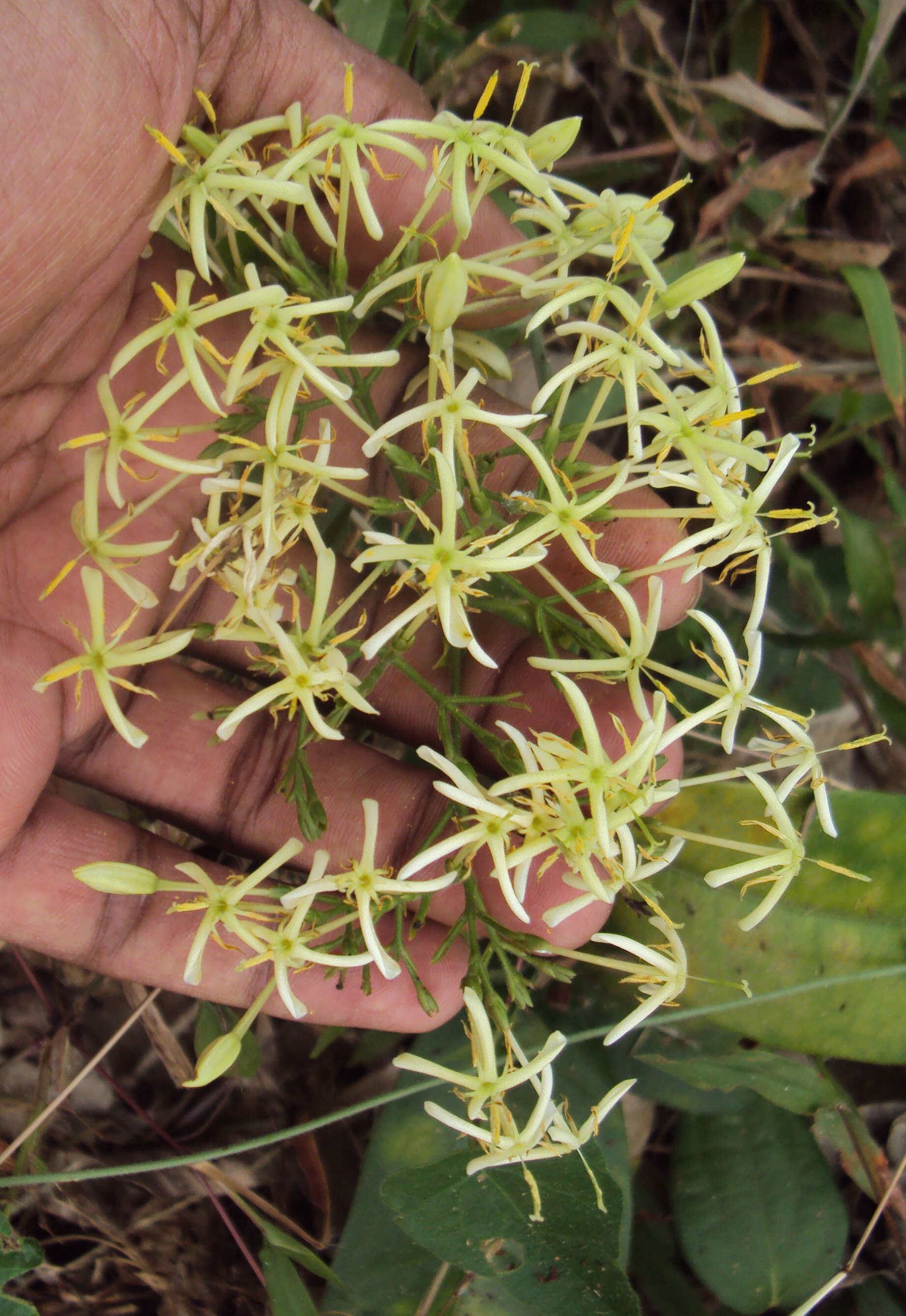 Image of Ixora malabarica (Dennst.) Mabb.