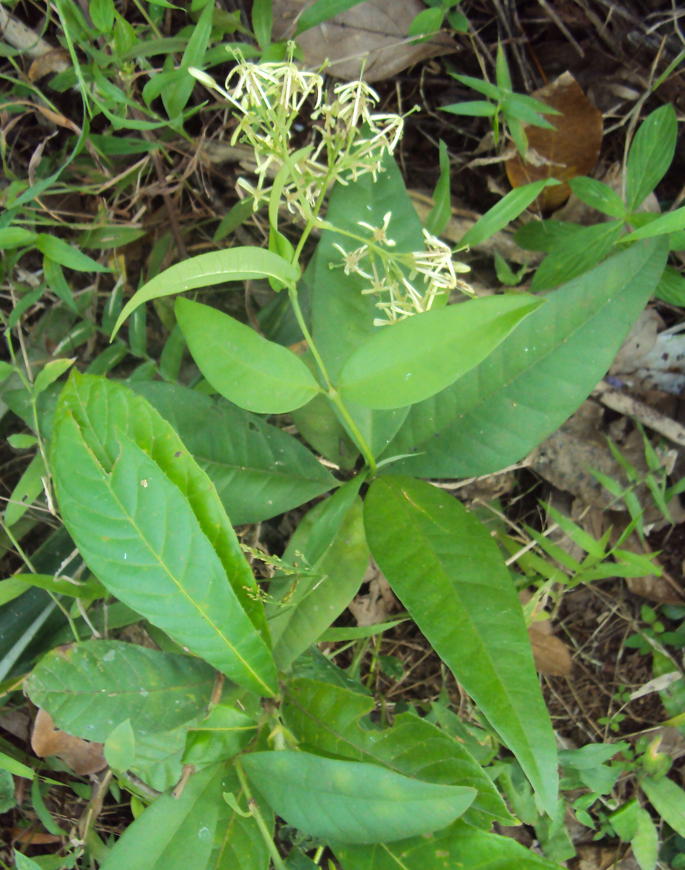 Image of Ixora malabarica (Dennst.) Mabb.