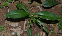 Image of Ixora malabarica (Dennst.) Mabb.