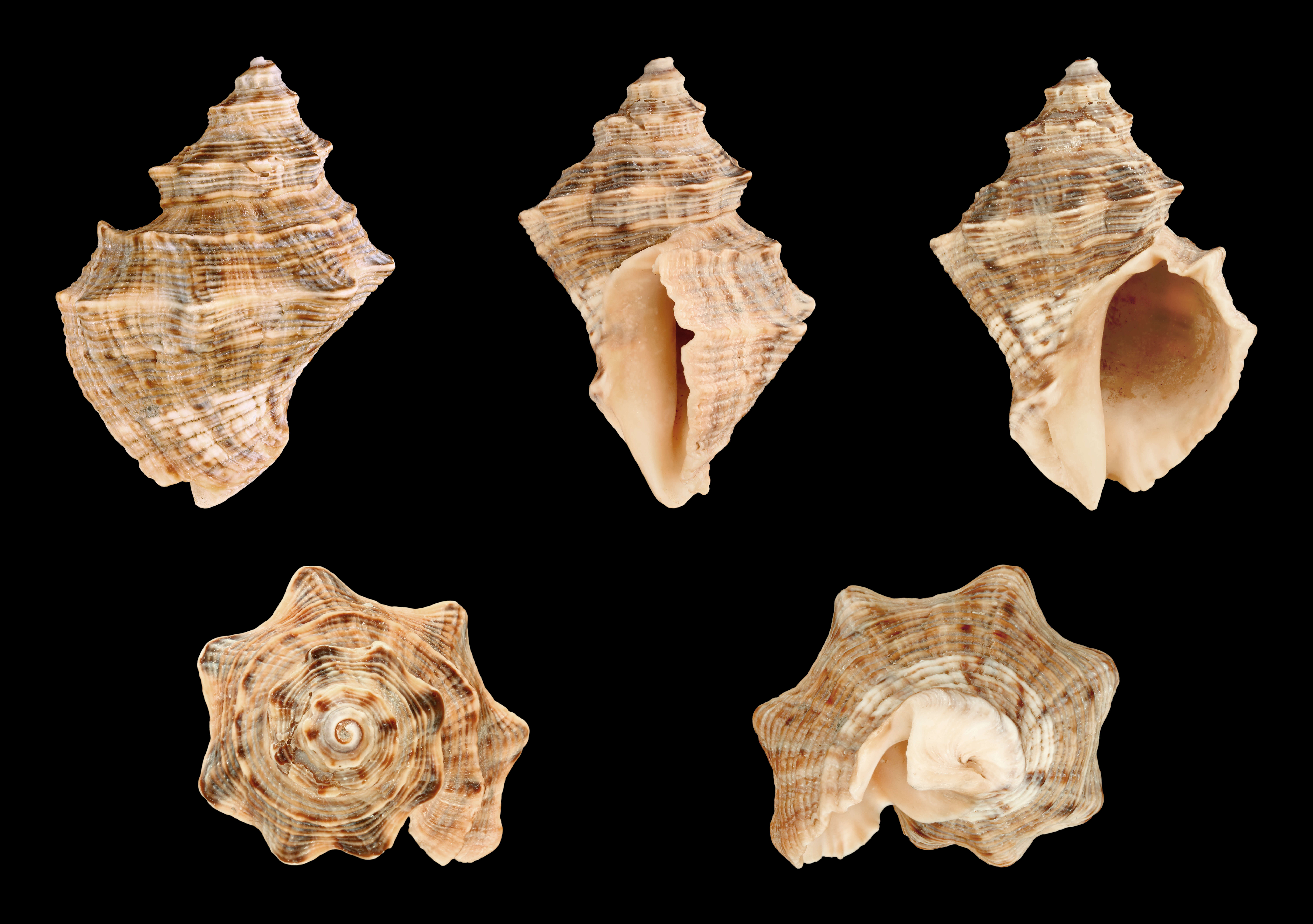 Image of carinate rock shell