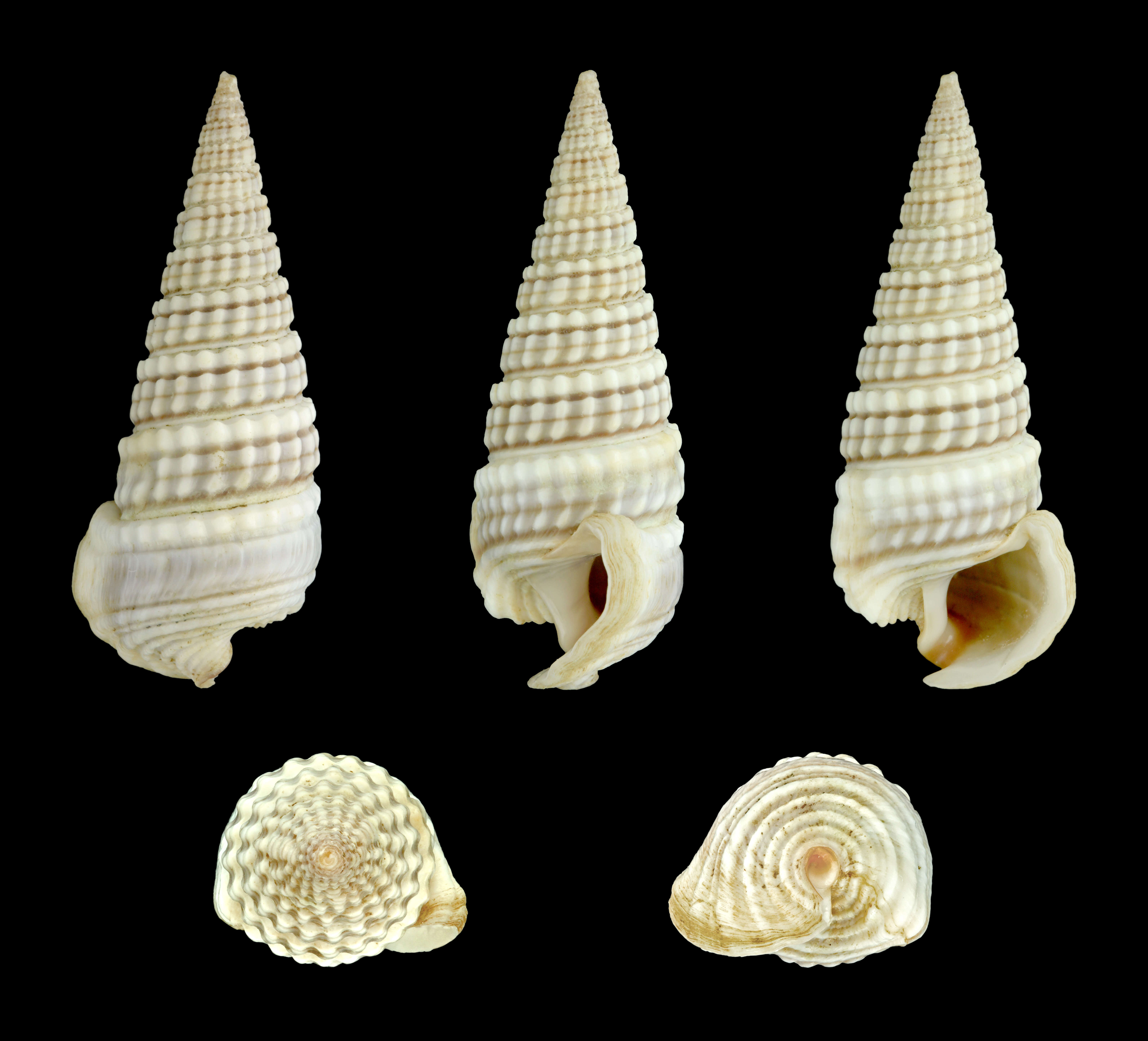 Image de Pirenella cingulata (Gmelin 1791)