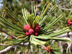 Image of whitebark pine