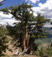 Image of whitebark pine