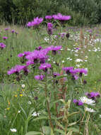 Image of wig knapweed