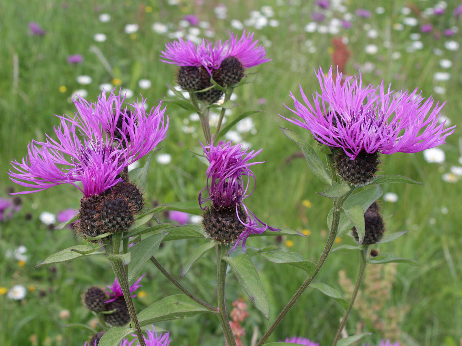 Image of wig knapweed