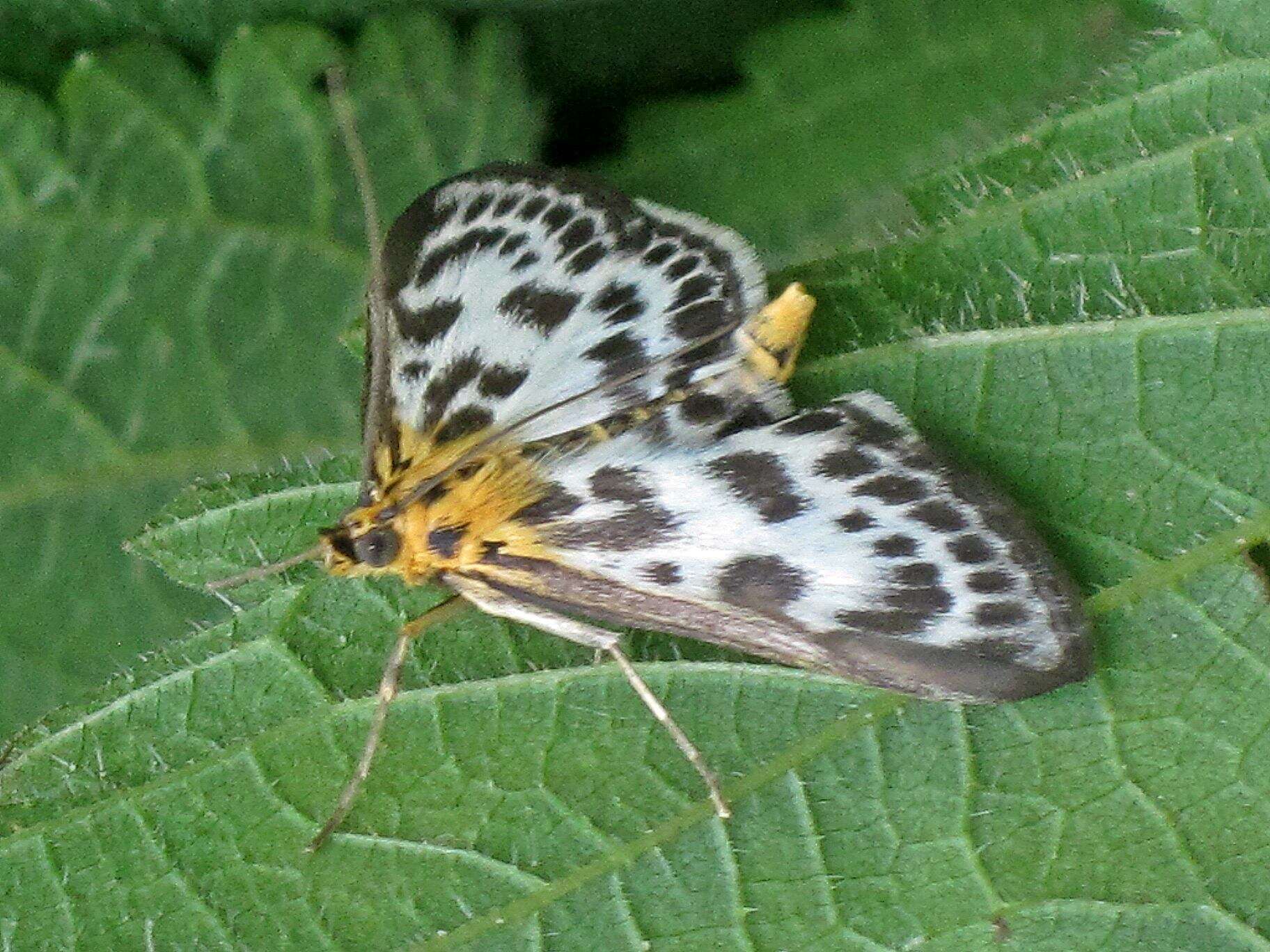 Слика од Anania hortulata