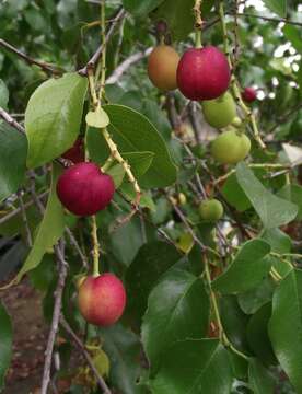 Plancia ëd Prunus ilicifolia (Nutt. ex Hook. & Arn.) D. Dietr.