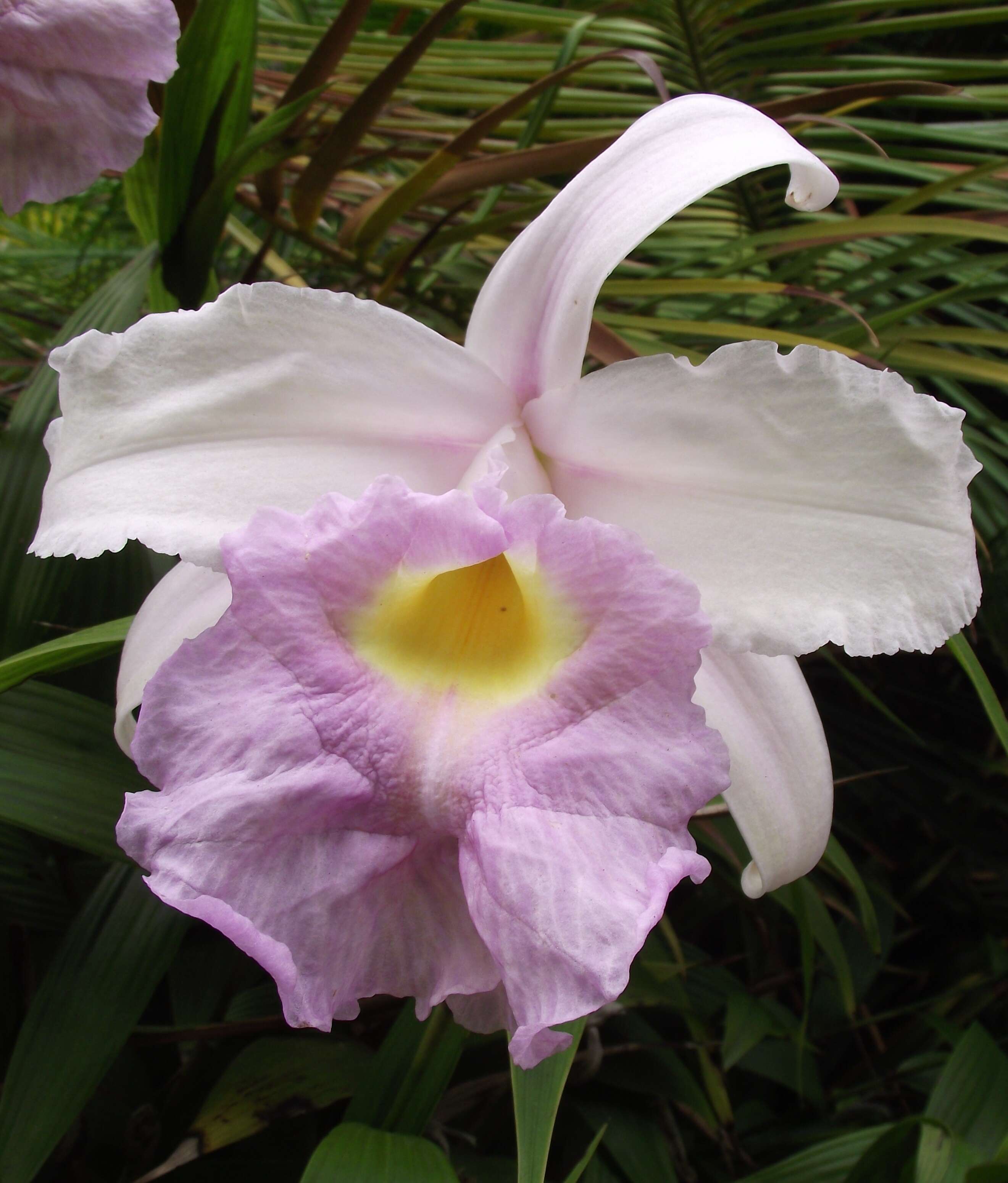 Imagem de Sobralia macrantha Lindl.