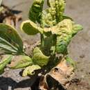 Image of Beet curly top virus